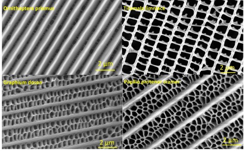 Butterfly wings give inspiration for more effective zolar Panels. Scientists in the University of Oulu research unit NANOMO carefully examined nanostructures of black scales obtained from different butterflies and assessed their light trapping abilities when placed on Si-based solar panels. Photo: University of Oulu