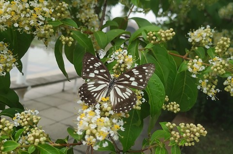 New study: Very effective nanostructures biomimicked from black scales of butterflies can be used for antireflective coating on solar panels.Photo: University of Oulu