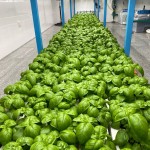 Fiberli%20SunLike%20Grow