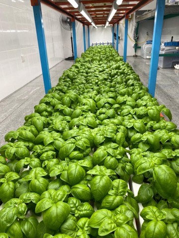 original Seoul Semiconductor’s SunLike Natural Spectrum LEDs Adopted by Fiberli Grow Light for Horticulture Projects in Turkey (Photo: Business Wire)