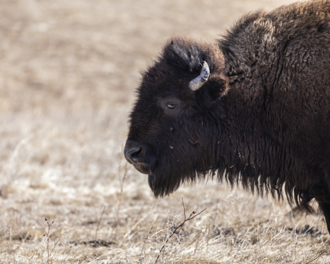 New Partnership to Support the Growth of TANKA and Bring Bison Back to the Lands, Lives and Economy of Native American People (Photo: Business Wire)