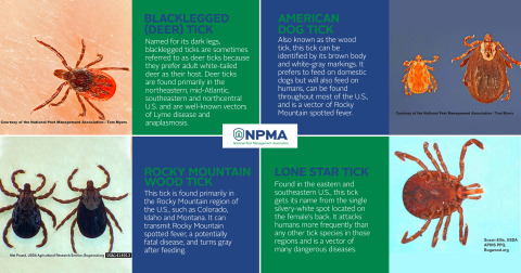 The most common tick species found in the U.S. and what you should know about each one. (Graphic: Business Wire)