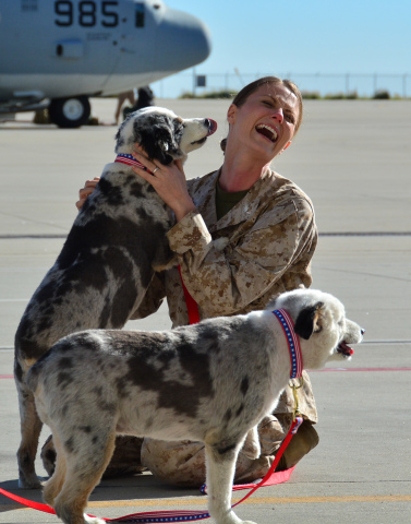Dogs on Deployment Founder Alisa Johnson reunites with her pups on the flight line after being deployed in 2015. The C-130 aircraft pictured in the background is what Johnson flew while in the Marines. (Photo: Business Wire)