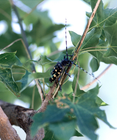 An adult Asian longhorned beetle feeds on the bark of a tree. (Photo by Michael Smith.)