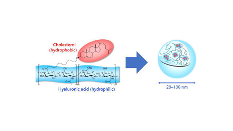 thumbnail Chemical structure and self-assembly of HA nanogel (Graphic: Business Wire)