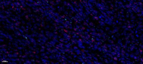 NanoString and Bio-Techne Announce Offering of RNAscope Reagents ...