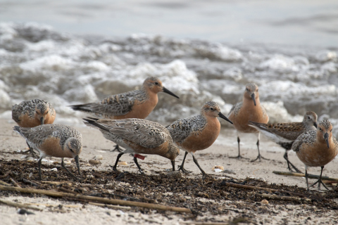 On Reeds Beach facing the Delaware Bay, hundreds of migrating, endangered red knot sandpipers feed hungrily on horseshoe crab eggs on Cape May Peninsula, New Jersey. (Photo: Business Wire)