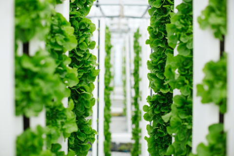 A new vertical farming venture from Bayer and Temasek will focus on innovation in vegetable varieties with the goal of lifting the vertical farming space to the next level of quality, efficiency and sustainability. (Photo: Business Wire)