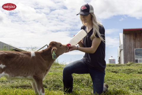 original A Northwest Dairy Association dairy farmer feeds a Jersey calf in Ferndale, Wash. (Photo: Business Wire)