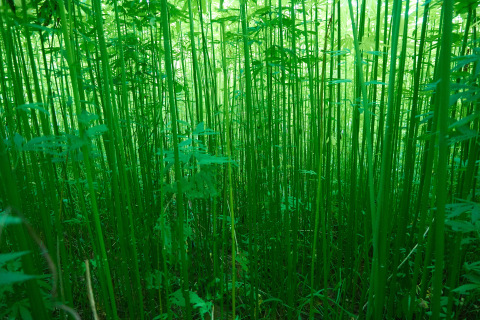 Hemp plants for industrial fiber resemble bamboo stalks (Photo: Business Wire)