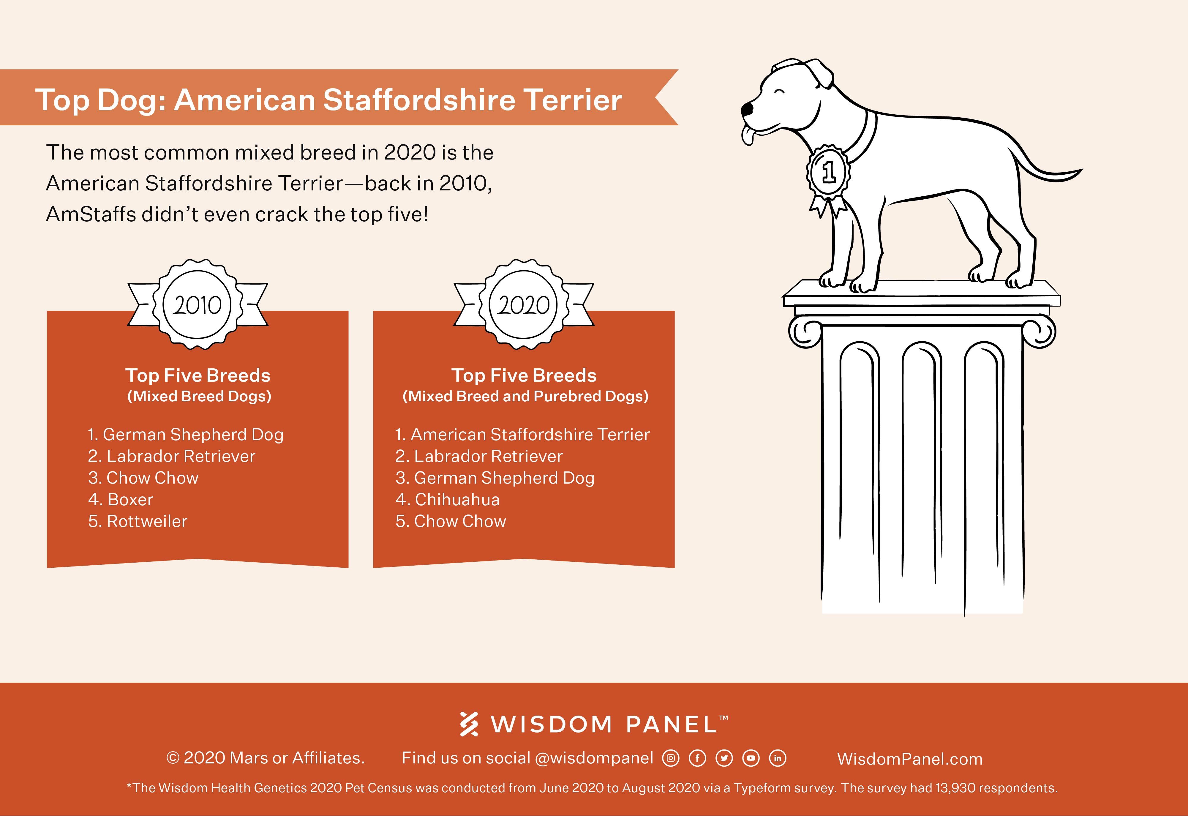 A Size Comparison of Purebred Dogs