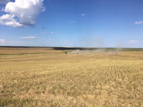 Gunsmoke Farms organic wheat harvest, 2020. (Photo: Business Wire)