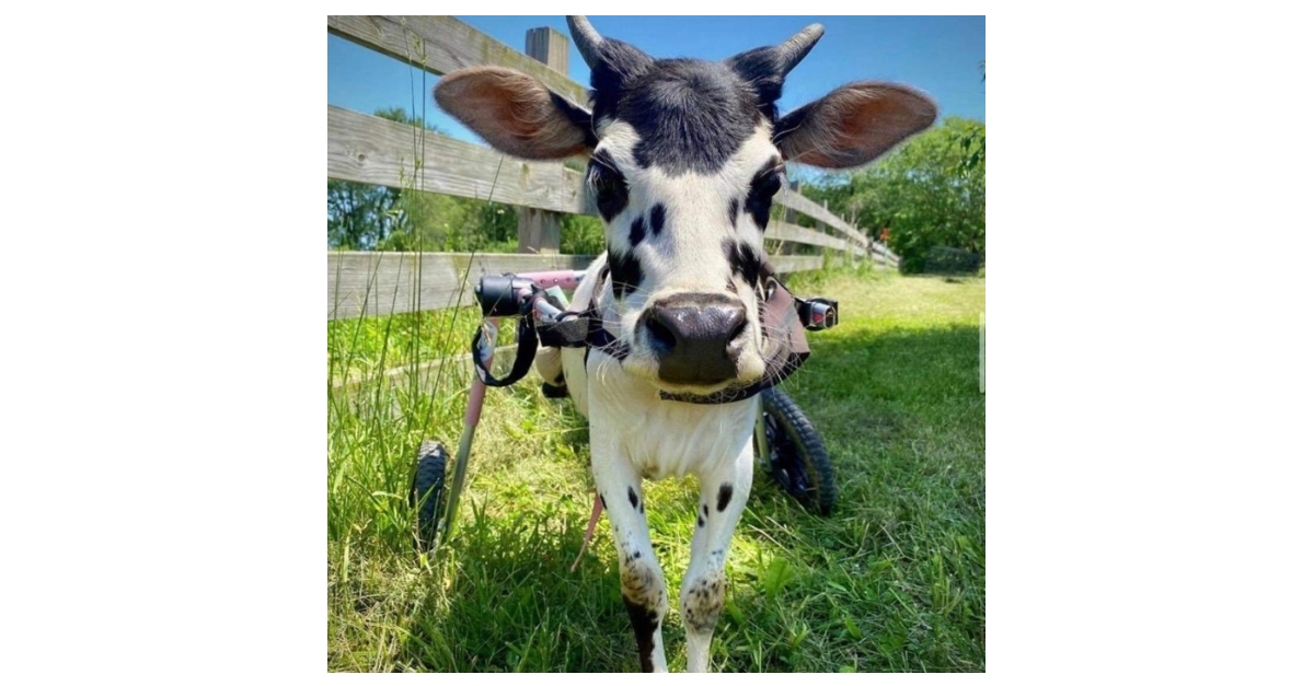 Tractor Supply Completes Pet Celebration With 200,000 in Donations to Animal Rescue Groups