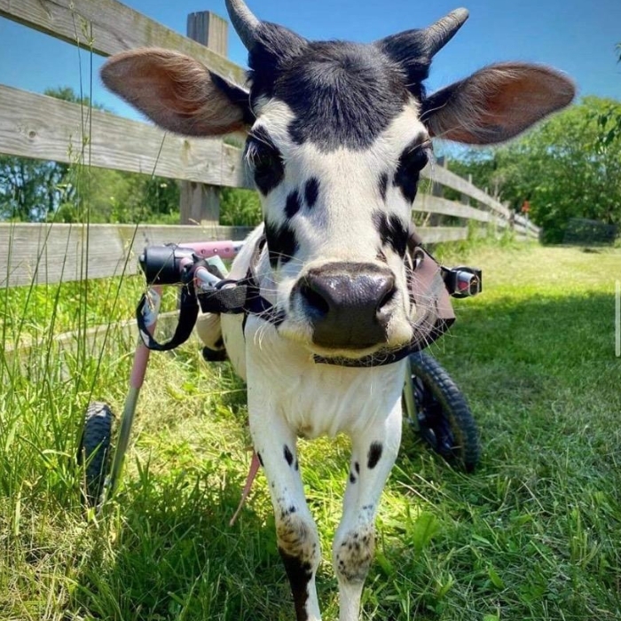 tractor supply dog wire