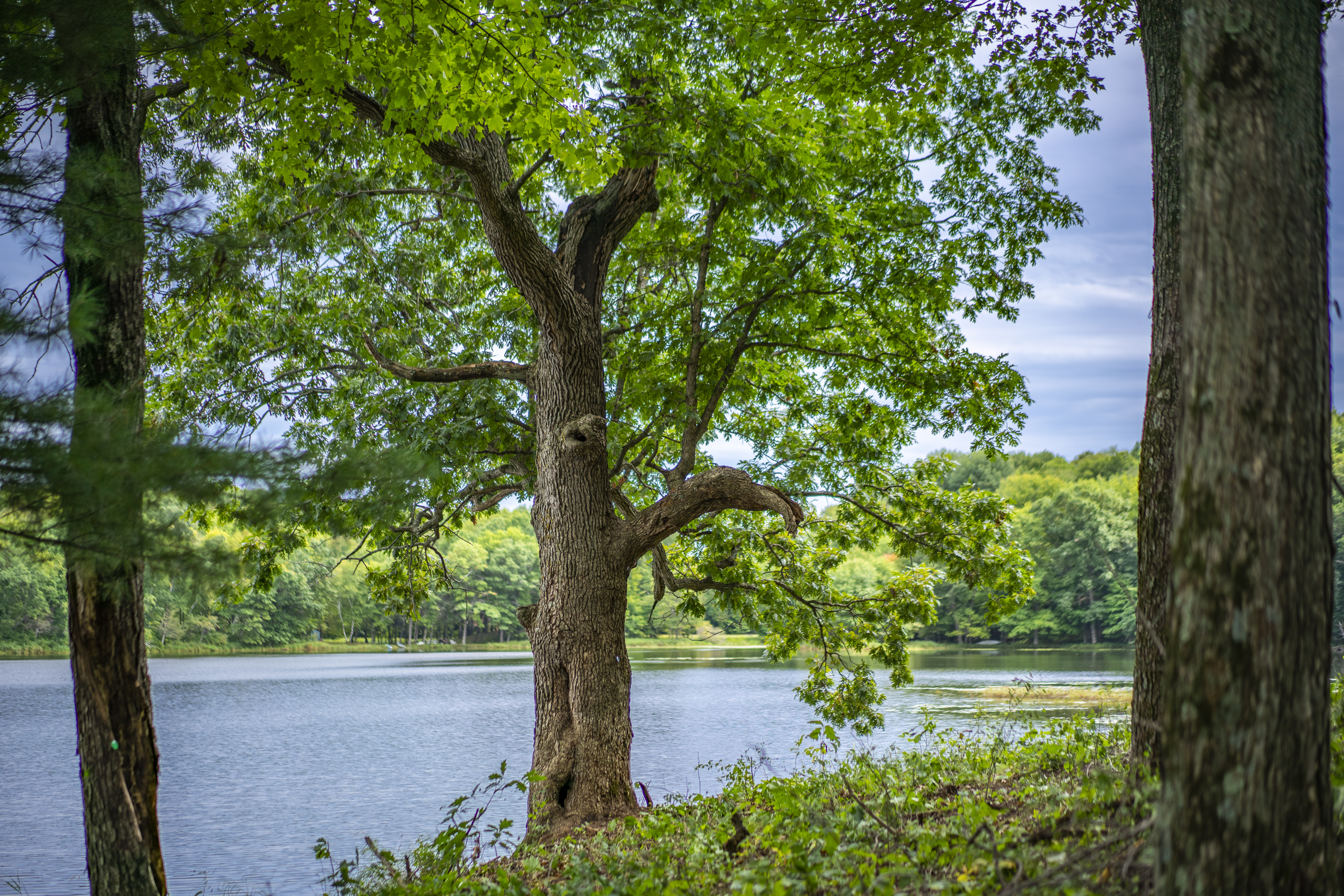 Better Place Forests Announces Online Tours Now Available for its