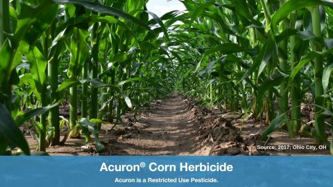 original A corn row in Ohio City, OH, remains free of tough and yield-robbing weeds 43 days after an application of Acuron herbicide at the full labeled rate (3 qt/A) and glyphosate (32 fl oz/A). (Photo: Syngenta)