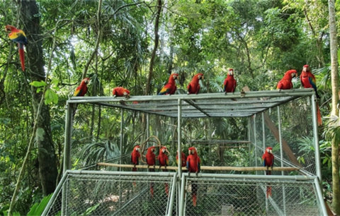 Picture by WCS Guatemala - Release of 26 Young Scarlet Macaws into Guatemala's Maya Biosphere Reserve. The release was carried out thanks to the joint effort of AgroAmerica, Wildlife Conservation Society (WCS), Fundación Solidaridad Latinoamericana, and the National Council of Protected Areas of Guatemala. (Photo: Business Wire)