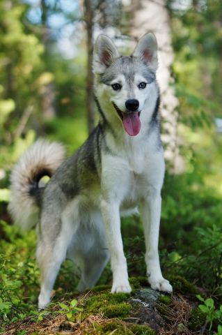 The breed characteristic dark and light markings in the Alaskan Klee Kai caused by the ancient red variant. (Photo: Business Wire)
