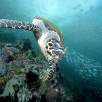 メアリー・ケイがソロモン諸島でザ・ネイチャー・コンサーバンシーとウミガメ保護活動を支援し、持続可能なエコツーリズム活動を推進