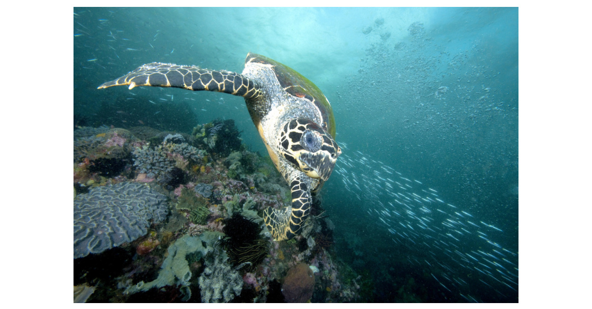 メアリー ケイがソロモン諸島でザ ネイチャー コンサーバンシーとウミガメ保護活動を支援し 持続可能なエコツーリズム活動を推進 Business Wire