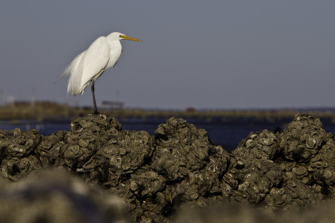 The Nature Conservancy, en partenariat avec Mary Kay, protège la biodiversité et les ressources marines en réintroduisant l'huître indigène européenne.  (Crédit photographique : © Erika Nortemann)