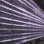 YesHealth%20Group Nordic%20Harvest Copenhagen Vertical%20farm 02