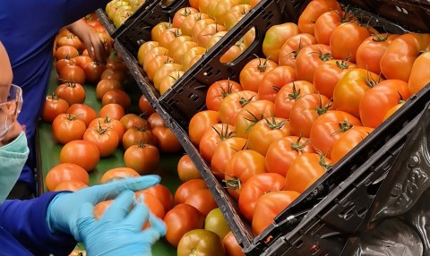 Delicious, fresh tomatoes meet IFCO supply chain efficiency in North America (Photo: Business Wire)