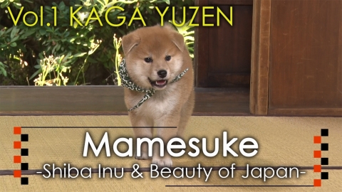 Mamesuke -Shiba Inu & Beauty of Japan- / Vol. 1 KAGA YUZEN (Graphic: Business Wire)