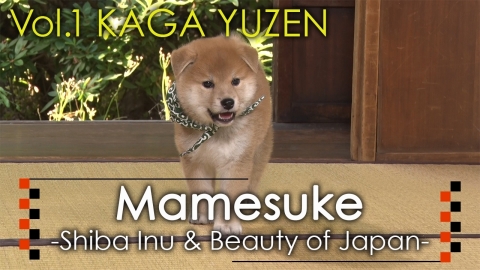 original Mamesuke -Shiba Inu & Beauty of Japan- / Vol. 1 KAGA YUZEN (Graphic: Business Wire)
