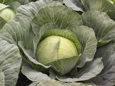 Syngenta's cabbage (Photo: Business Wire)