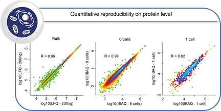 Figure 2: Label-free quantification of proteins in bulk, in 8 cells and in single cells correlated with each other shows good quantitative reproducibility for single cells - demonstrating that single cells have stable core proteomes. (Graphic: Business Wire)