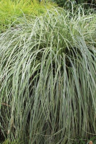 Carex grasses gently whisper and rustle in the wind, just enough to make your Quiet Garden soothe you into a peaceful state of mind.