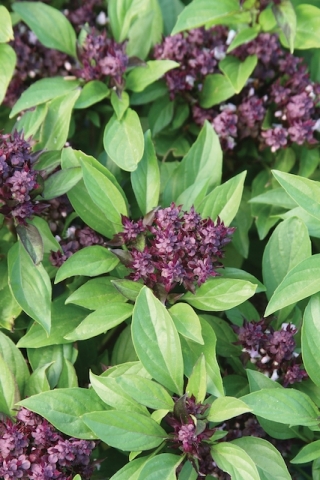 Thai Basil is a staple in Southeast Asian cuisines and can help satisfy wanderlust when grown right in your own World Herb Garden and added to your recipes.