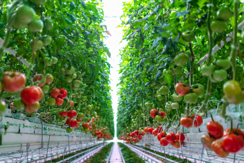 AppHarvest’s Beefsteak tomatoes are chemical pesticide-free, non-GMO and are grown with 100% recycled rainwater.  (Photo: Business Wire)