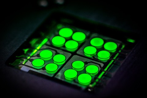 cyUltimateGreen™ - サイノラのTADF深緑色発光体デバイステストキット（写真：サイノラのHarald Flügge博士）