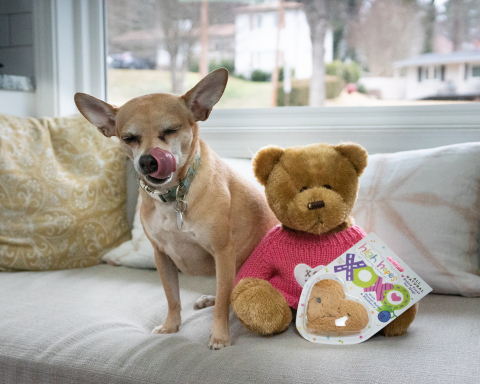 Celebrating Valentine’s Day with High Hopes® for Pets XOXO™ treat™ (Photo: Business Wire)