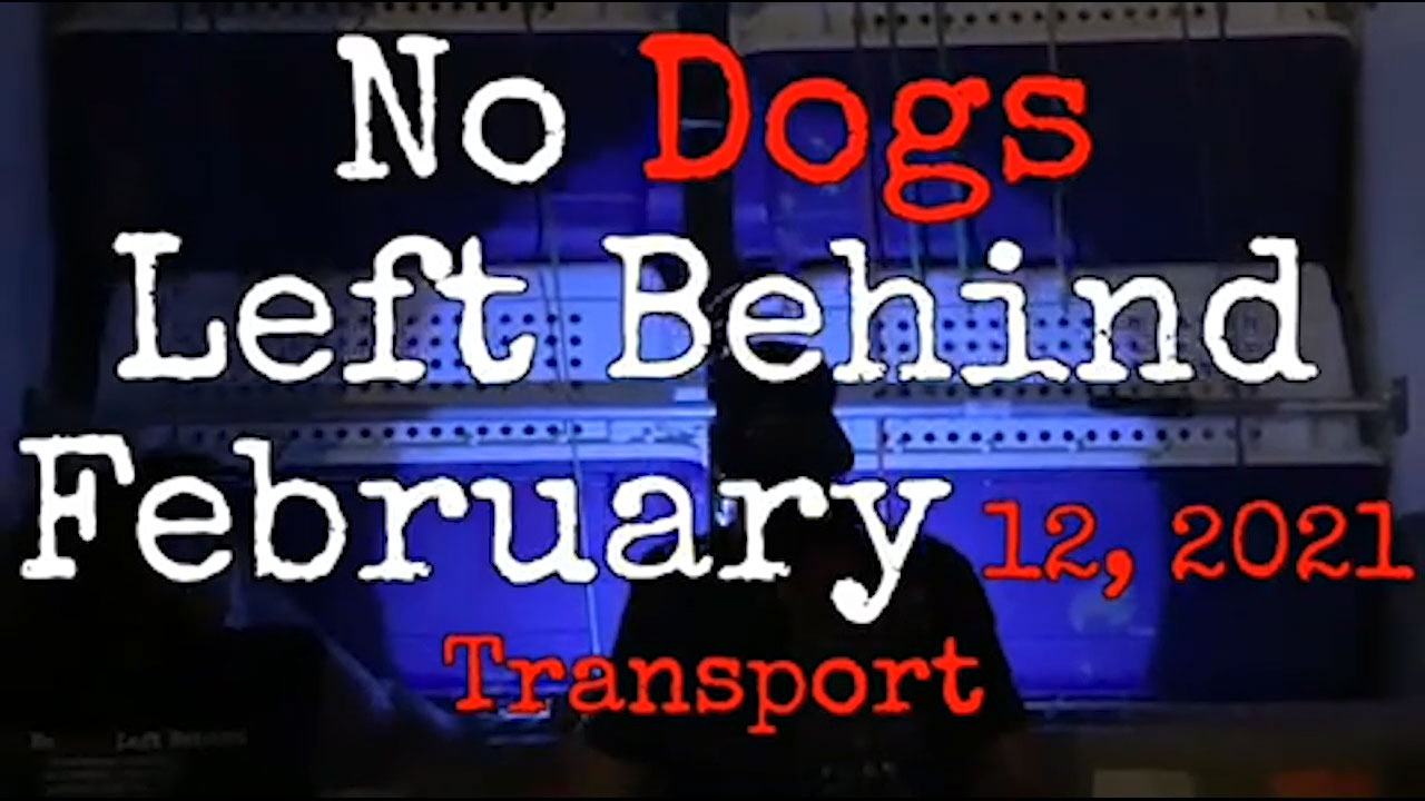 No Dogs Left Behind: 29 meat market survivors will be flying into LAX February 13th, then heading to JFK