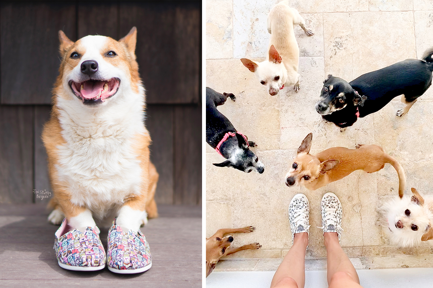 Skechers Donates Over $6 Million to Save Dogs and Cats | Business Wire