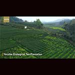 CGTN：中国福建省でエコロジー開発が本格化、農業人材を村落に派遣して農作業に助言
