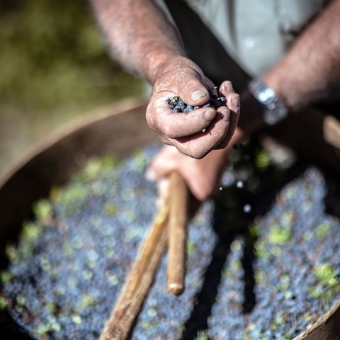 Juniper berries from Tuscany, Italy (Photo: Business Wire)