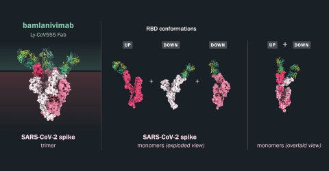 The unique binding of bamlanivimab to the SARS-CoV-2 spike protein: The spike protein exists as a trimer of three identical monomers on the surface of the SARS-CoV-2 virus. Structural modeling (left panel) of the spike trimer in shades of pink and white is shown with the target-binding fragments (Fabs) of bamlanivimab (in green and yellow) bound to the RBD of the spike protein. This analysis shows three bamlanivimab Fab fragments bound to one spike trimer. One of the spike proteins is in the up position (dark pink) with the other two in the down position (light pink and white). The middle panel shows an isolated view of the spike monomers (dark pink, white and light pink) with the bound bamlanivimab Fab fragments in green and yellow. In the right panel, two spike monomers bound in the up and down positions by the bamlanivimab Fab fragments are overlaid. 3D structural model provided by JS McLellan Group, University of Texas.