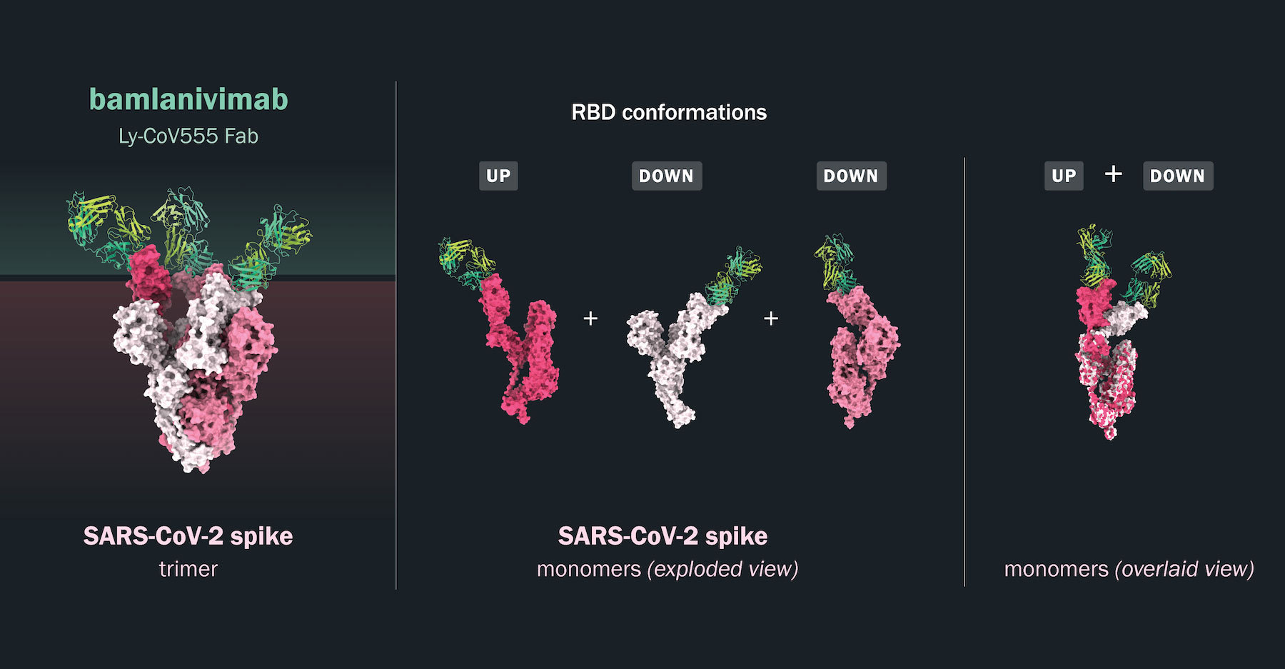 The unique binding of bamlanivimab to the SARS-CoV-2 spike protein: The spike protein exists as a trimer of three identical monomers on the surface of the SARS-CoV-2 virus. Structural modeling (left panel) of the spike trimer in shades of pink and white is shown with the target-binding fragments (Fabs) of bamlanivimab (in green and yellow) bound to the RBD of the spike protein. This analysis shows three bamlanivimab Fab fragments bound to one spike trimer. One of the spike proteins is in the up position (dark pink) with the other two in the down position (light pink and white). The middle panel shows an isolated view of the spike monomers (dark pink, white and light pink) with the bound bamlanivimab Fab fragments in green and yellow. In the right panel, two spike monomers bound in the up and down positions by the bamlanivimab Fab fragments are overlaid. 3D structural model provided by JS McLellan Group, University of Texas.