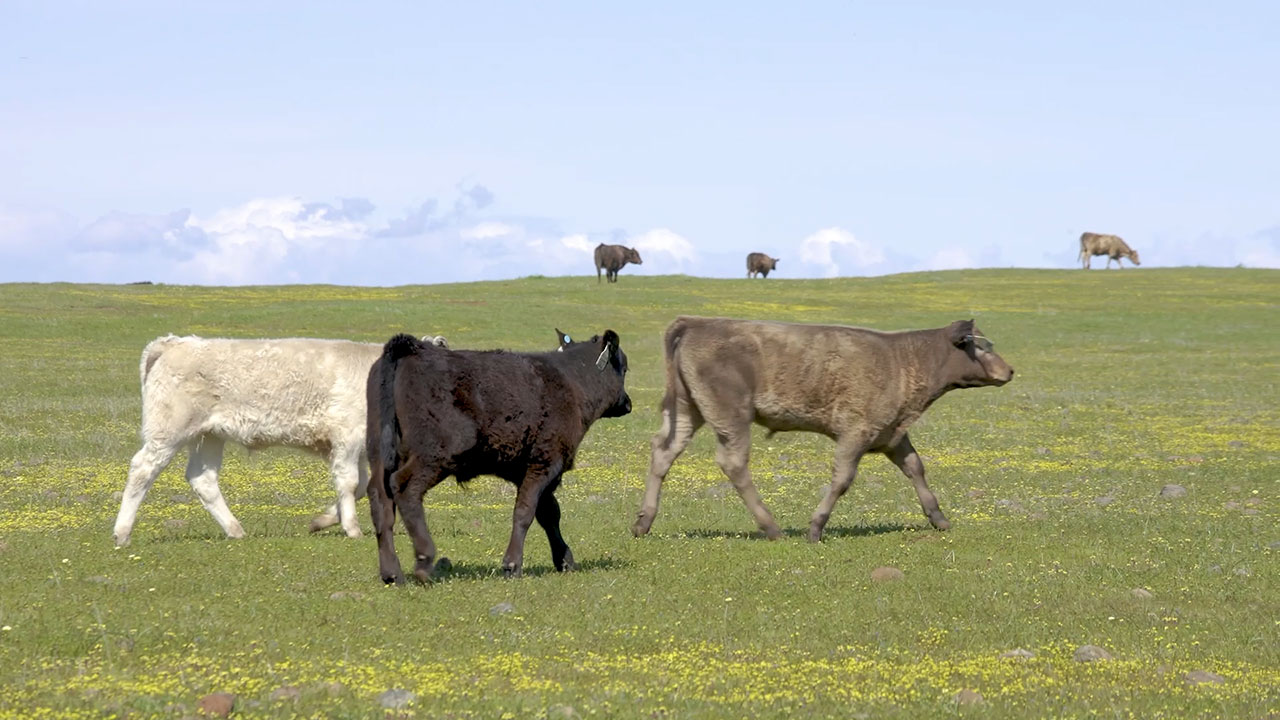 The following Video News Release provides b-roll, ranch footage, spokespeople, experts and additional information. 
National Audubon Society Announces Largest Market-Based Regenerative Grasslands Partnership in the U.S.; Panorama Organic Grass-Fed Meats to Certify One Million Acres of Wildlife Habitat with the National Audubon’s Conservation Ranching Initiative: 
The National Audubon Society today announced the largest market-based regenerative grasslands partnership in the U.S. with Panorama Organic Grass-Fed Meats®, the nation’s largest producer of 100 percent grass-fed, grass-finished certified organic beef. The commitment will impact one million acres of certified organic U.S. grasslands and create individual habitat management plans with every family rancher in the Panorama Organic network through Audubon’s Conservation Ranching Initiative.