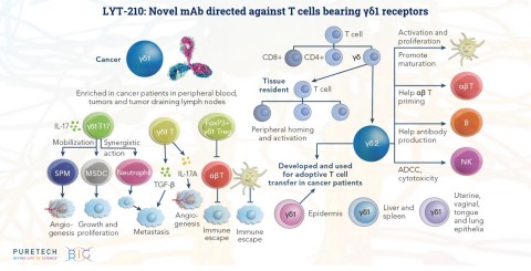 PureTech announced the presentation of a scientific poster detailing additional promising preclinical results for its LYT-210 antibody at the 2021 AACR Annual Virtual Meeting. The new research demonstrates that LYT-210 is both highly specific and highly potent, rapidly inducing cell death of immune-suppressive gamma delta-1 T cells, while sparing other T cells that play important roles in a healthy immune response. (Photo: Business Wire)