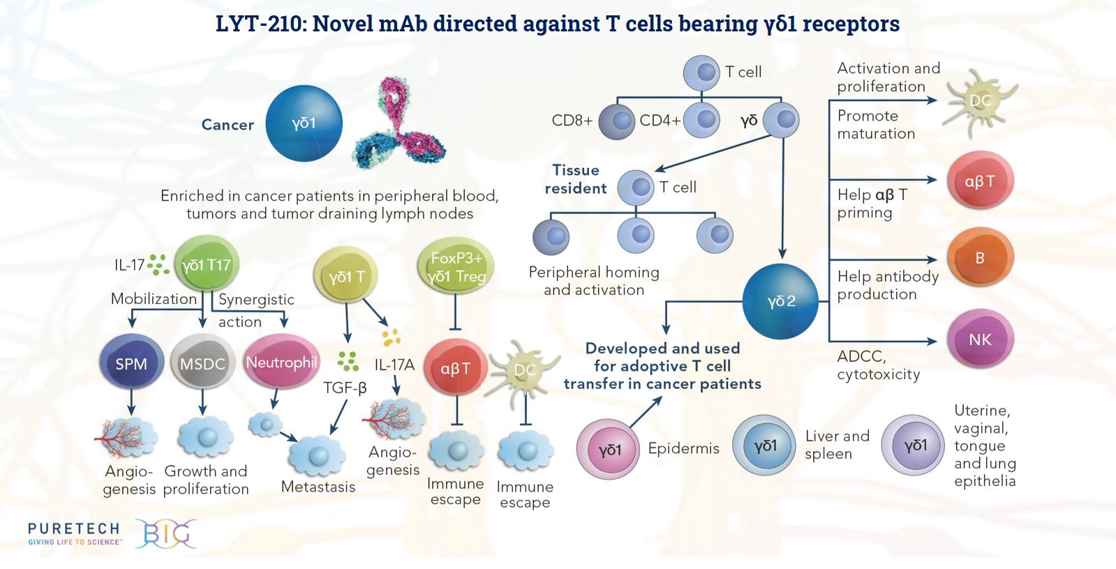 PureTech Presents Promising Preclinical Data From LYT-210 Immuno ...