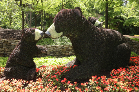 Larger-than-life floral creations are found throughout Dollywood's Flower & Food Festival presented by Covenant Health. The cuddly bears are just one of the breathtaking displays guests can enjoy. (Photo: Business Wire)