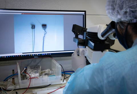 A Feinstein Institutes researcher examines long-term vagus nerve cuff electrodes. (The Feinstein Institutes for Medical Research)