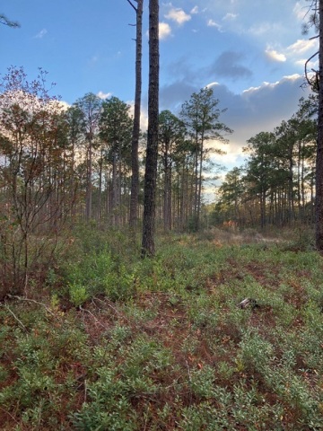 A longleaf forest in North Carolina from which Enviva purchased trees thinned as part of the ecological restoration of the stand. (Photo: Business Wire)
