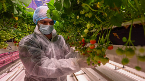 Fluence trial examines best practices for efficiently growing strawberries in a controlled environment. (Photo: Business Wire)