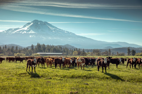 Belcampo's 30,000 acre regenerative farm at the base of Mt. Shasta, Calif. (Photo: Business Wire)